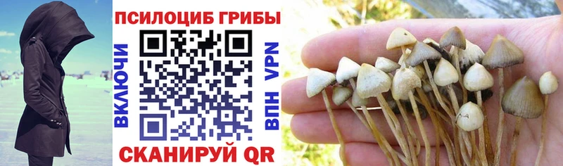 Псилоцибиновые грибы Cubensis  Купить где  Люберцы 